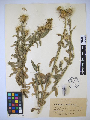 (Centaurea sulphurea - MIRL13-Csul-03)  @11 [ ] Copyright (2018) Unspecified Canadian Food Inspection Agency