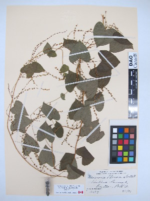  (Dioscorea floridana - MIRL13-Dflo-06)  @11 [ ] Unspecified (default): All Rights Reserved  Unspecified Unspecified