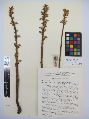  (Orobanche cumana - MIRL13-Ocum-01)  @11 [ ] Copyright (2018) Unspecified Canadian Food Inspection Agency