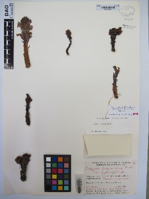 ( - MIRL13-Olud-06)  @11 [ ] Copyright (2018) Unspecified Canadian Food Inspection Agency