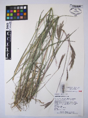  (Andropogon gerardii - MIRL15-Ager-02)  @11 [ ] Copyright (2018) Unspecified Canadian Food Inspection Agency