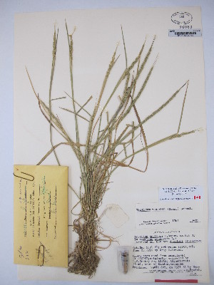  (Aegilops tauschii - MIRL15-Atau-10)  @11 [ ] Copyright (2018) Unspecified Canadian Food Inspection Agency