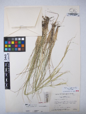  (Hesperostipa curtiseta - MIRL15-Hucr-02)  @11 [ ] Copyright (2018) Unspecified Canadian Food Inspection Agency
