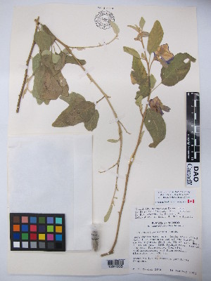  (Solanum hindsianum - MIRL15-Shin-01)  @11 [ ] Copyright (2018) Unspecified Canadian Food Inspection Agency