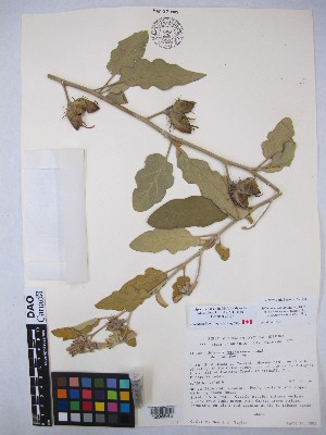  (Solanum houstonii - MIRL15-Shou-02)  @11 [ ] Copyright (2018) Unspecified Canadian Food Inspection Agency