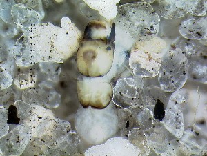  ( - IQCAD-0137)  @12 [ ] Unspecified (default): All Rights Reserved  Unspecified Unspecified