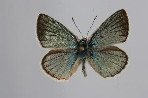  (Polyommatus vanensis - ARLY-232e-001)  @12 [ ] Unspecified (default): All Rights Reserved  Unspecified Unspecified