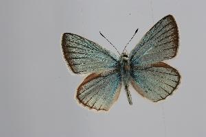  ( - ARLY-211a-003)  @12 [ ] Unspecified (default): All Rights Reserved  Unspecified Unspecified