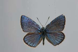  (Polyommatus pseudoxerxes - ARLY-207a-003)  @13 [ ] Unspecified (default): All Rights Reserved  Unspecified Unspecified