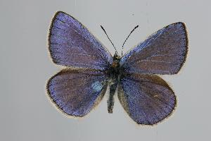  (Polyommatus ciloicus - ARLY-0197-001)  @13 [ ] Unspecified (default): All Rights Reserved  Unspecified Unspecified