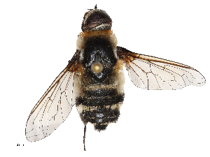  ( - CBG-A69634-A07)  @11 [ ] CreativeCommons - Attribution Share - Alike (2025) CBG Photography Group Centre for Biodiversity Genomics