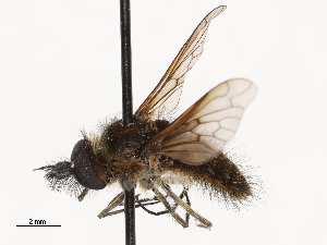  ( - CBG-A69634-B03)  @11 [ ] CreativeCommons - Attribution Share - Alike (2025) CBG Photography Group Centre for Biodiversity Genomics