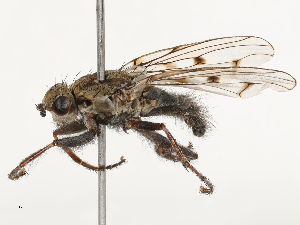  ( - CBG-A69635-B04)  @11 [ ] CreativeCommons - Attribution Share - Alike (2025) CBG Photography Group Centre for Biodiversity Genomics