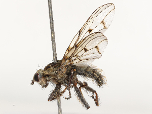  ( - CBG-A69635-B05)  @11 [ ] CreativeCommons - Attribution Share - Alike (2025) CBG Photography Group Centre for Biodiversity Genomics