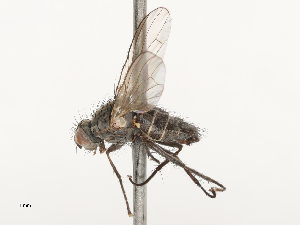  ( - CBG-A69635-B10)  @11 [ ] CreativeCommons - Attribution Share - Alike (2025) CBG Photography Group Centre for Biodiversity Genomics