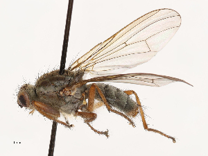  (Scathophaga lapponica - CBG-A69635-H08)  @11 [ ] CreativeCommons - Attribution Share - Alike (2025) CBG Photography Group Centre for Biodiversity Genomics