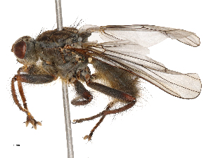  ( - CBG-A69635-H10)  @11 [ ] CreativeCommons - Attribution Share - Alike (2025) CBG Photography Group Centre for Biodiversity Genomics