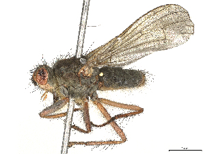  ( - CBG-A69635-H11)  @11 [ ] CreativeCommons - Attribution (2025) CBG Photography Group Centre for Biodiversity Genomics