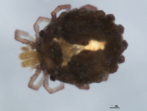 (Sperchonopsis sp0993A - CNC-IMS090093.015)  @14 [ ] CreativeCommons - Attribution (2010) CBG Photography Group Centre for Biodiversity Genomics