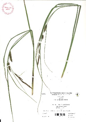  ( - VA21422)  @11 [ ] CreativeCommons - Attribution (2017) Icelandic Institute of Natural History Icelandic Istitute of Natunal History