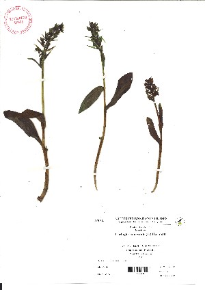  (Coeloglossum - VA21437)  @11 [ ] CreativeCommons - Attribution (2017) Icelandic Institute of Natural History Icelandic Istitute of Natunal History