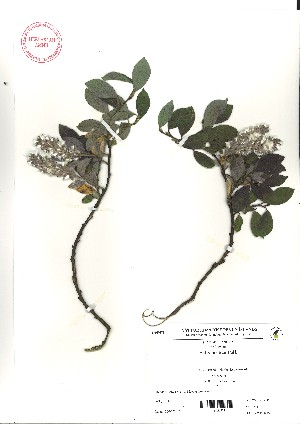  ( - VA21474)  @11 [ ] CreativeCommons - Attribution (2017) Icelandic Institute of Natural History Icelandic Istitute of Natunal History