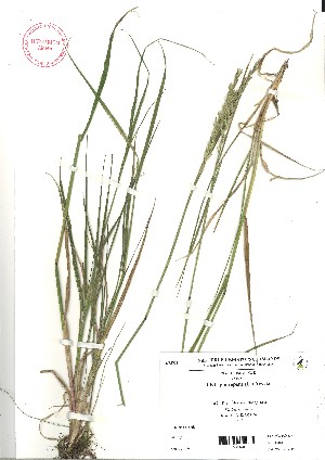  (Elytrigia repens - VA21490)  @11 [ ] CreativeCommons - Attribution (2017) Icelandic Institute of Natural History Icelandic Istitute of Natunal History