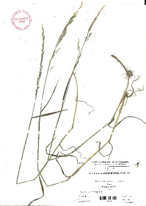  (Schedonorus pratensis - VA21495)  @11 [ ] CreativeCommons - Attribution (2017) Icelandic Institute of Natural History Icelandic Istitute of Natunal History