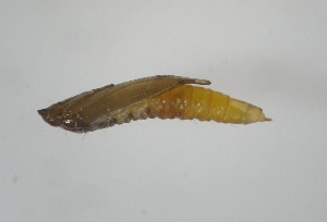  ( - NK386)  @13 [ ] Copyright (2015) Natalia Kirichenko Sukachev Institute of Forest SB RAS, Krasnoyarsk