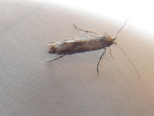  ( - NK393)  @13 [ ] Copyright (2015) Natalia Kirichenko Sukachev Institute of Forest SB RAS, Krasnoyarsk