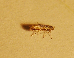  ( - NK394)  @13 [ ] Copyright (2015) Natalia Kirichenko Sukachev Institute of Forest SB RAS, Krasnoyarsk