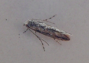  ( - NK396)  @13 [ ] Copyright (2015) Natalia Kirichenko Sukachev Institute of Forest SB RAS, Krasnoyarsk