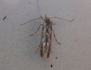  ( - NK397)  @13 [ ] Copyright (2015) Natalia Kirichenko Sukachev Institute of Forest SB RAS, Krasnoyarsk