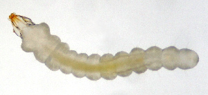  ( - NK8)  @13 [ ] Copyright (2013) Natalia Kirichenko Unspecified