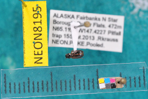  ( - NEONcarabid8195)  @12 [ ] Copyright (2010) National Ecological Observatory Network, Inc. National Ecological Observatory Network (NEON) http://www.neoninc.org/content/copyright