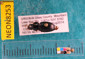  ( - NEONcarabid8253)  @13 [ ] Copyright (2010) National Ecological Observatory Network, Inc. National Ecological Observatory Network (NEON) http://www.neoninc.org/content/copyright