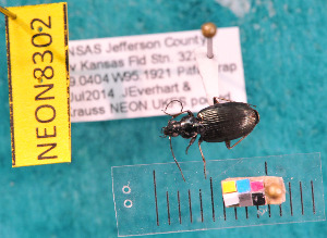  ( - NEONcarabid8302)  @13 [ ] Copyright (2010) National Ecological Observatory Network, Inc. National Ecological Observatory Network (NEON) http://www.neoninc.org/content/copyright
