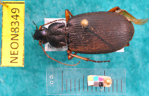  ( - NEONcarabid8349)  @13 [ ] Copyright (2010) National Ecological Observatory Network, Inc. National Ecological Observatory Network (NEON) http://www.neoninc.org/content/copyright