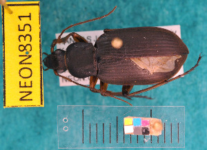  ( - NEONcarabid8351)  @13 [ ] Copyright (2010) National Ecological Observatory Network, Inc. National Ecological Observatory Network (NEON) http://www.neoninc.org/content/copyright