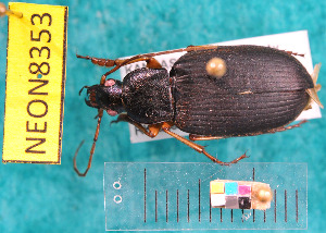  ( - NEONcarabid8353)  @13 [ ] Copyright (2010) National Ecological Observatory Network, Inc. National Ecological Observatory Network (NEON) http://www.neoninc.org/content/copyright