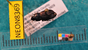  ( - NEONcarabid8369)  @13 [ ] Copyright (2010) National Ecological Observatory Network, Inc. National Ecological Observatory Network (NEON) http://www.neoninc.org/content/copyright
