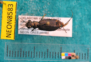  ( - NEONcarabid8583)  @13 [ ] Copyright (2010) National Ecological Observatory Network, Inc. National Ecological Observatory Network (NEON) http://www.neoninc.org/content/copyright