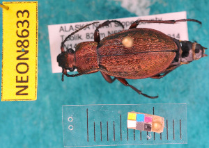  ( - NEONcarabid8633)  @13 [ ] Copyright (2010) National Ecological Observatory Network, Inc. National Ecological Observatory Network (NEON) http://www.neoninc.org/content/copyright