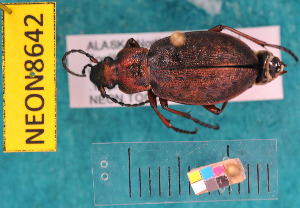  ( - NEONcarabid8642)  @13 [ ] Copyright (2010) National Ecological Observatory Network, Inc. National Ecological Observatory Network (NEON) http://www.neoninc.org/content/copyright