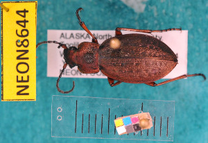  ( - NEONcarabid8644)  @13 [ ] Copyright (2010) National Ecological Observatory Network, Inc. National Ecological Observatory Network (NEON) http://www.neoninc.org/content/copyright