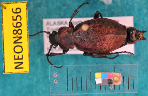  ( - NEONcarabid8656)  @13 [ ] Copyright (2010) National Ecological Observatory Network, Inc. National Ecological Observatory Network (NEON) http://www.neoninc.org/content/copyright