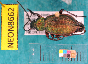  ( - NEONcarabid8662)  @13 [ ] Copyright (2010) National Ecological Observatory Network, Inc. National Ecological Observatory Network (NEON) http://www.neoninc.org/content/copyright