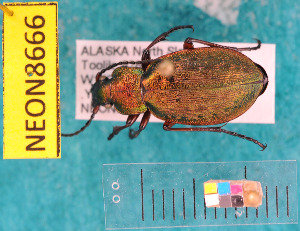  ( - NEONcarabid8666)  @13 [ ] Copyright (2010) National Ecological Observatory Network, Inc. National Ecological Observatory Network (NEON) http://www.neoninc.org/content/copyright