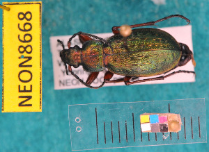  ( - NEONcarabid8668)  @13 [ ] Copyright (2010) National Ecological Observatory Network, Inc. National Ecological Observatory Network (NEON) http://www.neoninc.org/content/copyright