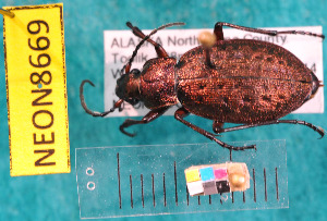  ( - NEONcarabid8669)  @13 [ ] Copyright (2010) National Ecological Observatory Network, Inc. National Ecological Observatory Network (NEON) http://www.neoninc.org/content/copyright